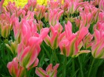 [Virichic 2007_0402Image0014.JPG]